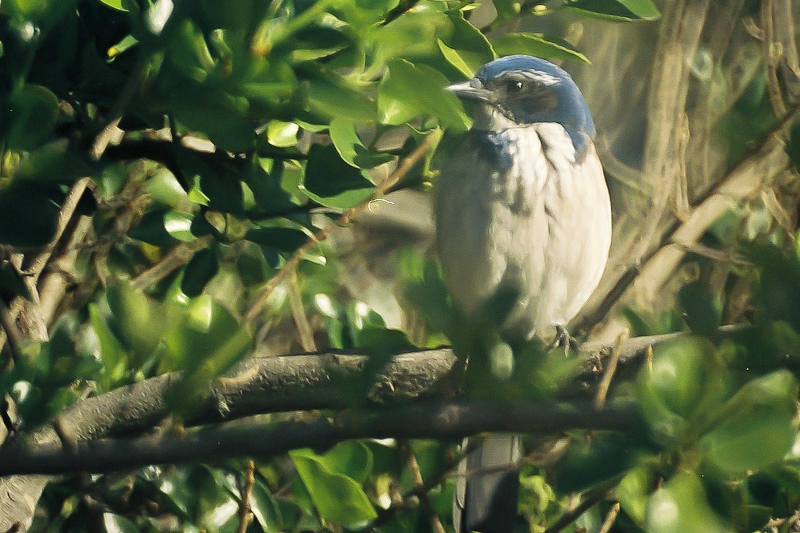 Aphelocoma californica